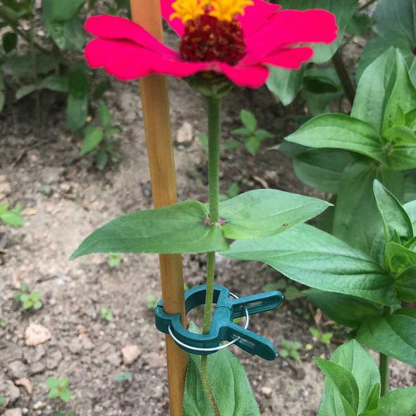 Plantenklemmetjes | PlantClip™ 1+1 gratis