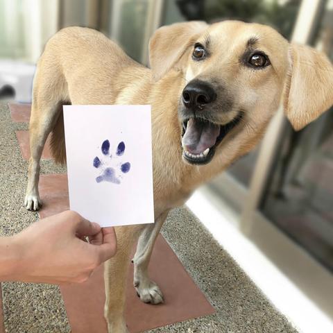 Stempelkussen voor honden of kattenpootjes - PawPrint©