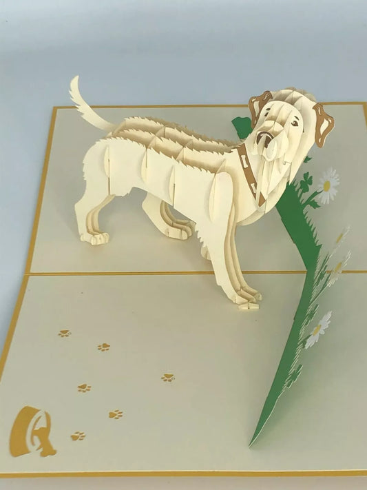 labrador blond