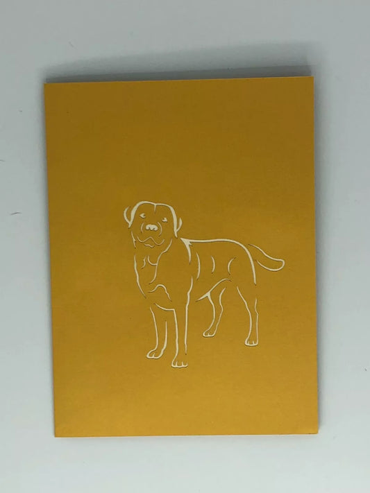 labrador blond