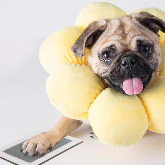 Stempelkussen voor honden of kattenpootjes - PawPrint©